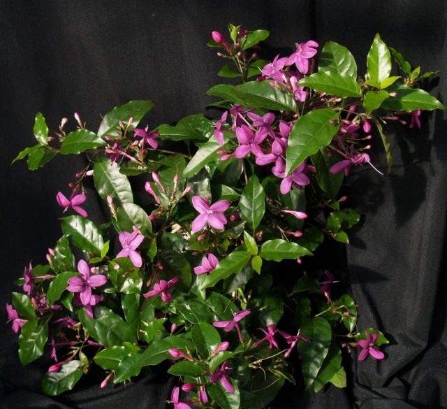 Псевдоэрантемум рыхлоцветковый (Pseuderanthemum laxiflorum) Псевдоэрантемум рыхлоцветковый (Pseuderanthemum laxiflorum)
