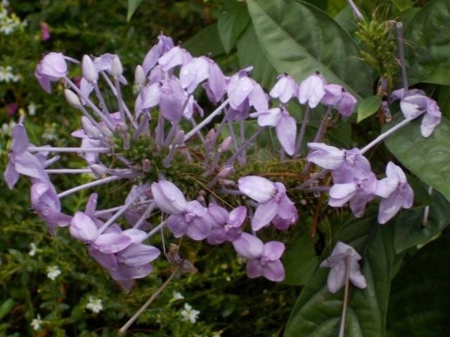 Псевдоэрантемум Андерсона (Pseuderanthemum andersonii) Псевдоэрантемум Андерсона (Pseuderanthemum andersonii)