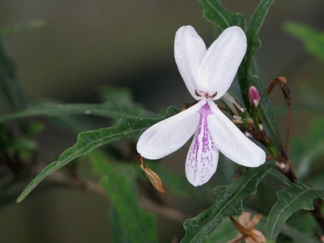Псевдоэрантемум длинноцветковый (Pseuderanthemum longifolium) Псевдоэрантемум длинноцветковый (Pseuderanthemum longifolium)