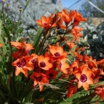 Спараксис изящный (Sparaxis elegans)