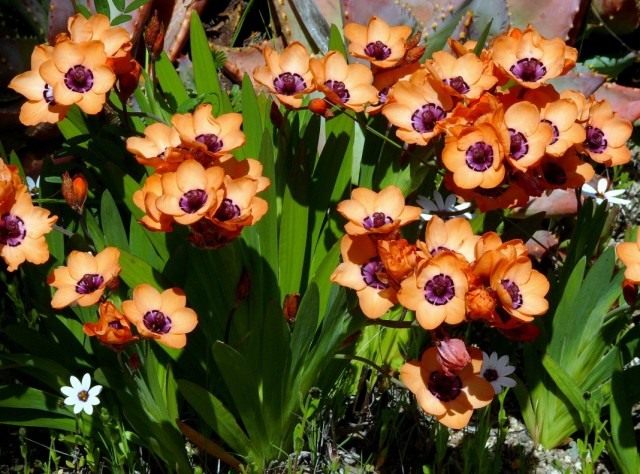 Спараксис изящный (Sparaxis elegans)