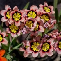 Спараксис трехцветный (Sparaxis tricolor)