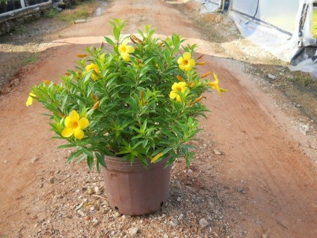 Алламанда слабительная "Карликовая Дженни" (Allamanda cathartica 'Dwarf Jenny') Алламанда слабительная "Карликовая Дженни" (Allamanda cathartica 'Dwarf Jenny')
