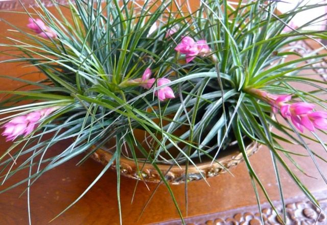 Тилландсия торчащая (Tillandsia stricta) Тилландсия торчащая (Tillandsia stricta)