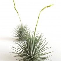 Тилландсию серебристую (Tillandsia argentea) Тилландсия серебристая (Tillandsia argentea)