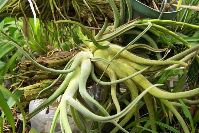 Тилландсия «Голова медузы» (Tillandsia caput-medusae) Тилландсия «Голова медузы» (Tillandsia caput-medusae)