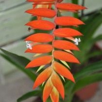 Тилландсия Дуера (Tillandsia dyeriana) Тилландсия Дуера (Tillandsia dyeriana)