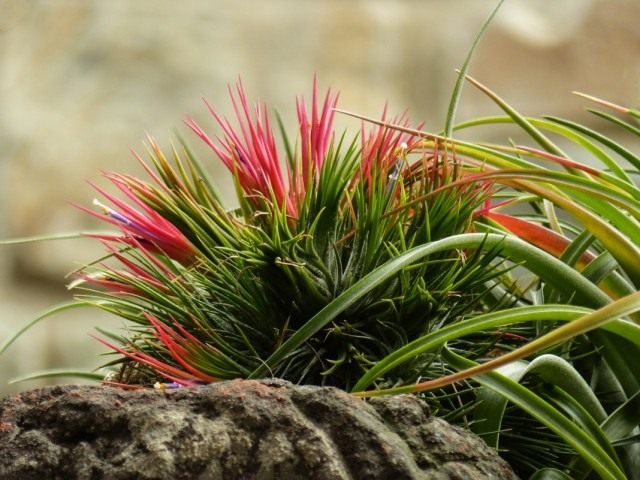 Тилландсия фиалкоцветковая (Tillandsia ionantha) Тилландсия фиалкоцветковая (Tillandsia ionantha)
