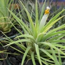 Тилландсия фиалкоцветковая (Tillandsia ionantha) Тилландсия фиалкоцветковая (Tillandsia ionantha)