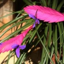 Тилландсия Линдена (Tillandsia lindenii) Тилландсия Линдена (Tillandsia lindenii)