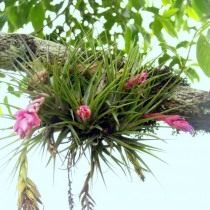 Тилландсия торчащая (Tillandsia stricta) Тилландсия торчащая (Tillandsia stricta)