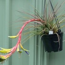 Тилландсия трехцветная (Tillandsia tricolor) Тилландсия трехцветная (Tillandsia tricolor)