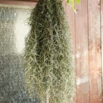Тилландсия уснеевидная (Tillandsia usneoides) Тилландсия уснеевидная (Tillandsia usneoides)