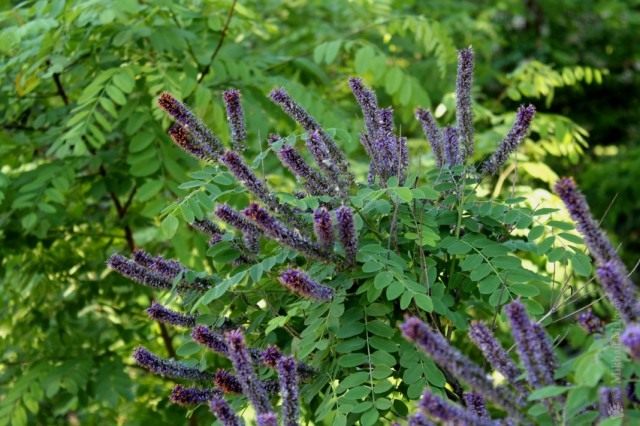Аморфа кустарниковая (Amorpha fruticosa) Аморфа кустарниковая (Amorpha fruticosa)