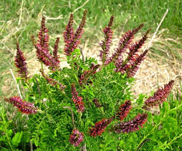 Аморфа карликовая (Amorpha nana) Аморфа карликовая (Amorpha nana)
