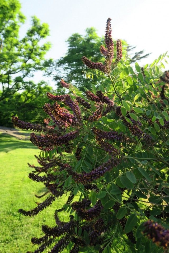 Аморфа кустарниковая (Amorpha fruticosa) Аморфа кустарниковая (Amorpha fruticosa)