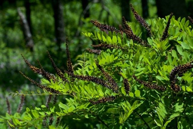 Аморфа (Amorpha) Аморфа (Amorpha)