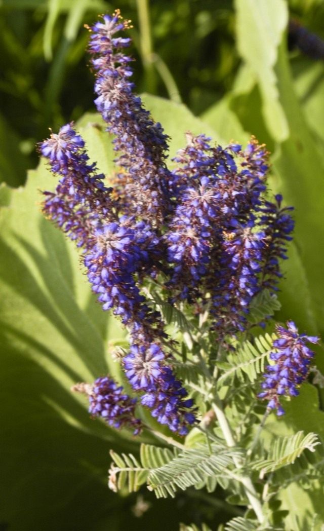 Аморфа серая (Amorpha canescens) Аморфа серая (Amorpha canescens)