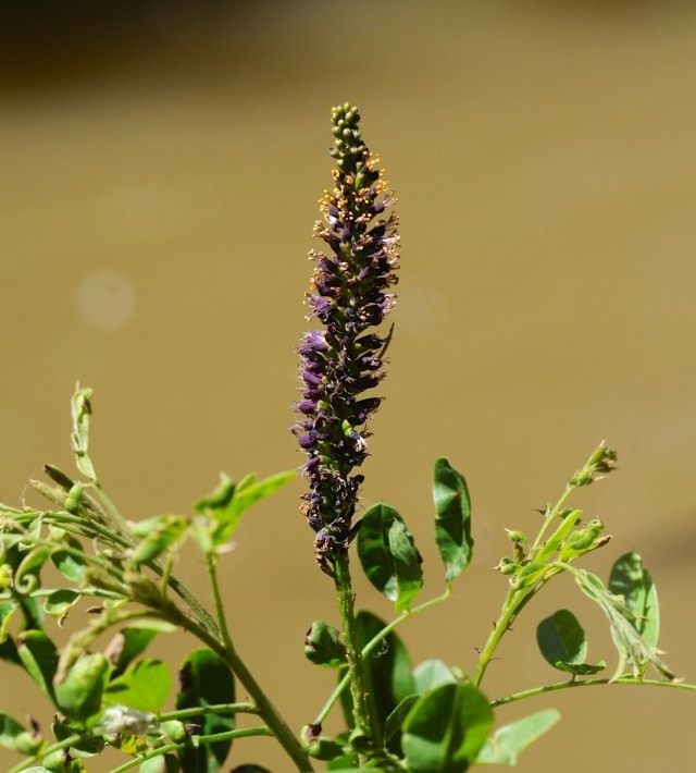 Аморфа кустарниковая (Amorpha fruticosa) Аморфа кустарниковая (Amorpha fruticosa)