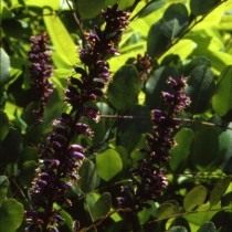 Аморфа голая (Amorpha glabra) Аморфа голая (Amorpha glabra)