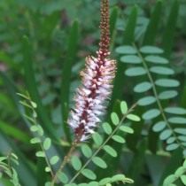 Аморфа травянистая (Amorpha herbaceae) Аморфа травянистая (Amorpha herbaceae)