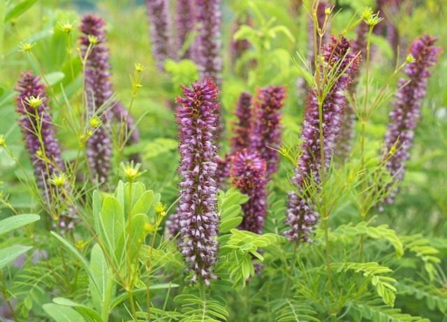 Аморфа карликовая (Amorpha nana) Аморфа карликовая (Amorpha nana)