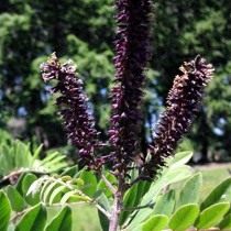 Аморфа метельчатая (Amorpha paniculata) Аморфа метельчатая (Amorpha paniculata)