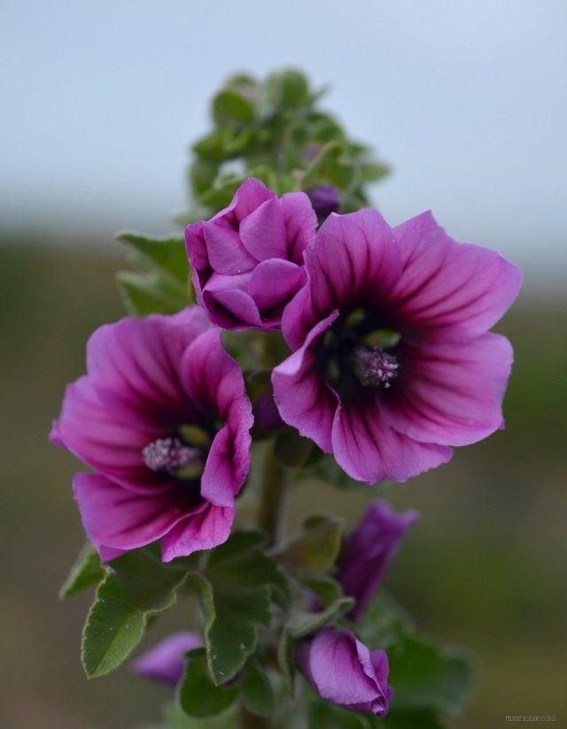 Mалопа трехнадрезная (Malope trifida) Mалопа трехнадрезная (Malope trifida)