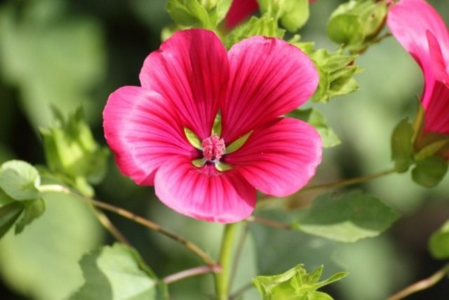 Mалопа трехнадрезная (Malope trifida) Mалопа трехнадрезная (Malope trifida)