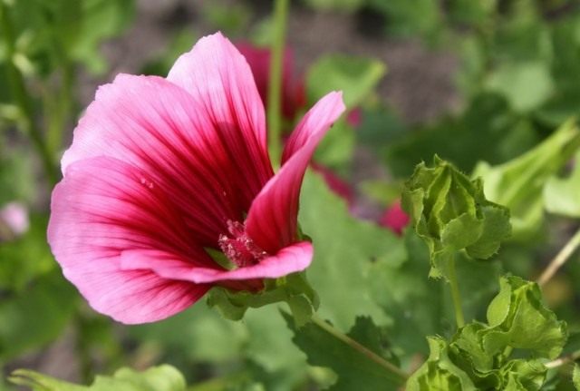 Mалопа трехнадрезная (Malope trifida) Mалопа трехнадрезная (Malope trifida)