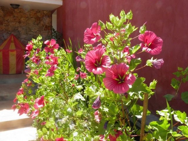 Mалопа трехнадрезная (Malope trifida) Mалопа трехнадрезная (Malope trifida)