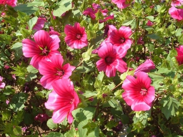 Mалопа трехнадрезная (Malope trifida) Mалопа трехнадрезная (Malope trifida)
