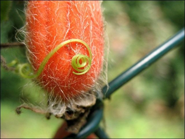 Тладианта сомнительная (Thladiantha dubia) Тладианта сомнительная (Thladiantha dubia)