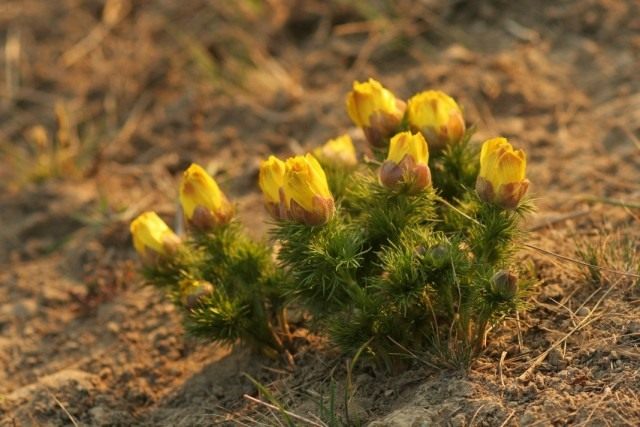 Адонис весенний, или Горицвет весенний (Adonis vernalis) Адонис весенний, или Горицвет весенний (Adonis vernalis)