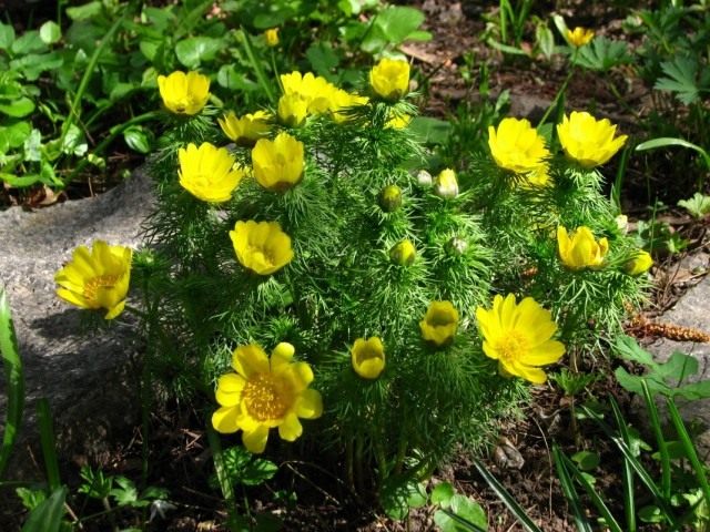 Адонис (Adonis) Адонис (Adonis)