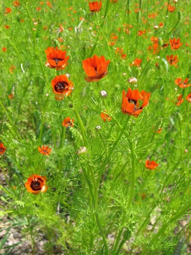 Адонис летний (Adonis aestivalis) Адонис летний (Adonis aestivalis)
