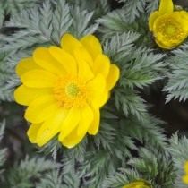 Адонис амурский (Adonis amurensis) Адонис амурский (Adonis amurensis)
