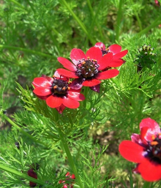 Адонис однолетний, или Адонис осенний (Adonis annua) Адонис однолетний, или Адонис осенний (Adonis annua)
