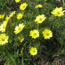 Адонис волжский (Adonis wolgensis) Адонис волжский (Adonis wolgensis)