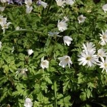 Адонис апеннинский белоцветковый (Anemone apennina var. albiflora) Адонис апеннинский белоцветковый (Anemone apennina var. albiflora)