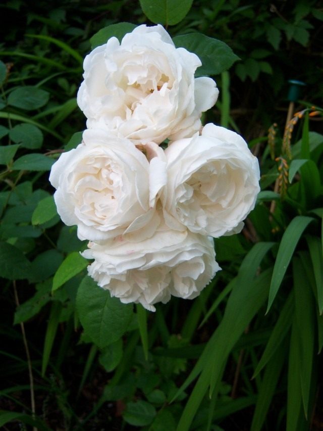 Роза сорт «Буль Дэ Неж» (Rose 'Boule de Neige') Роза сорт «Буль Дэ Неж» (Rose 'Boule de Neige')