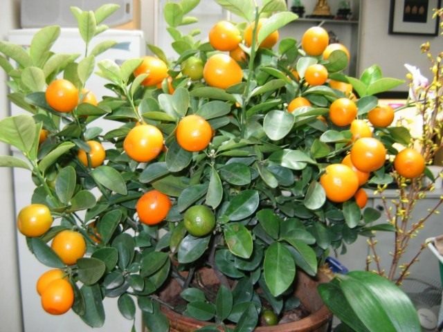 Мандариновое дерево (Citrus reticulata) Мандариновое дерево (Citrus reticulata)