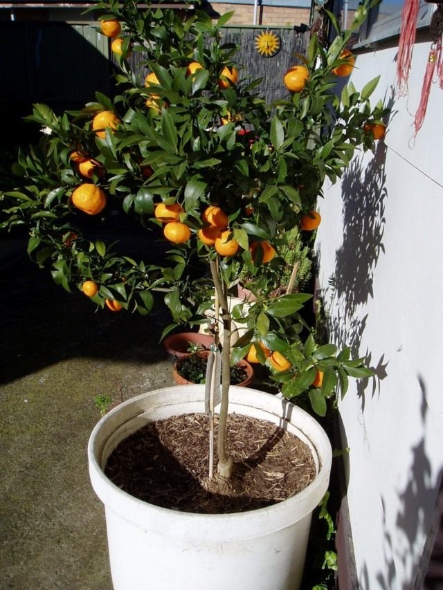Мандариновое дерево (Citrus reticulata) Мандариновое дерево (Citrus reticulata)