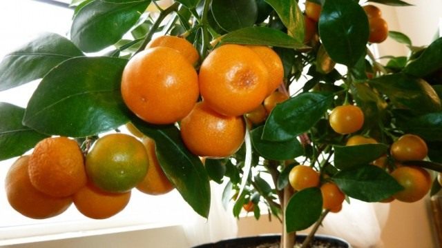 Мандариновое дерево (Citrus reticulata) Мандариновое дерево (Citrus reticulata)