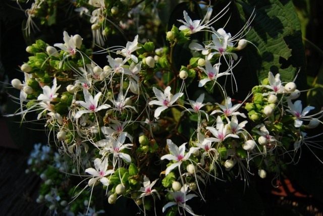 Клеродендрум китайский (Clerodendrum chinense), или Клеродендрум душистый (Clerodendrum х fragrans) Клеродендрум китайский (Clerodendrum chinense), или Клеродендрум душистый (Clerodendrum х fragrans)