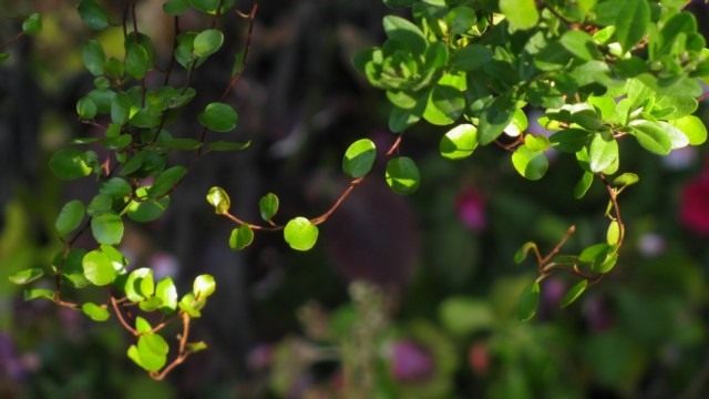 Мюленбекия спутанная, или Мюленбекия охватывающая (Muehlenbeckia complexa) Мюленбекия спутанная, или Мюленбекия охватывающая (Muehlenbeckia complexa)