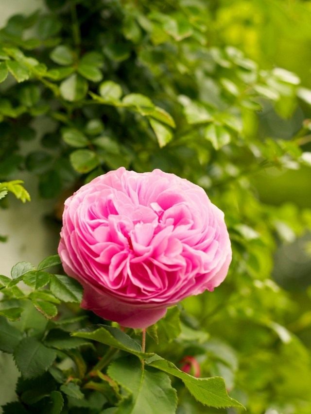 Роза «Королева Виктория» (Rosa 'Reine Victoria') Роза «Королева Виктория» (Rosa 'Reine Victoria')