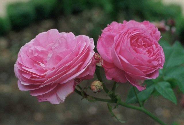 Роза «Луис Одье» (Rosa 'Louise Odier') Роза «Луис Одье» (Rosa 'Louise Odier')
