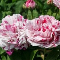 Бурбонская роза сорт 'Variegata di Bologna' Бурбонская роза сорт 'Variegata di Bologna'