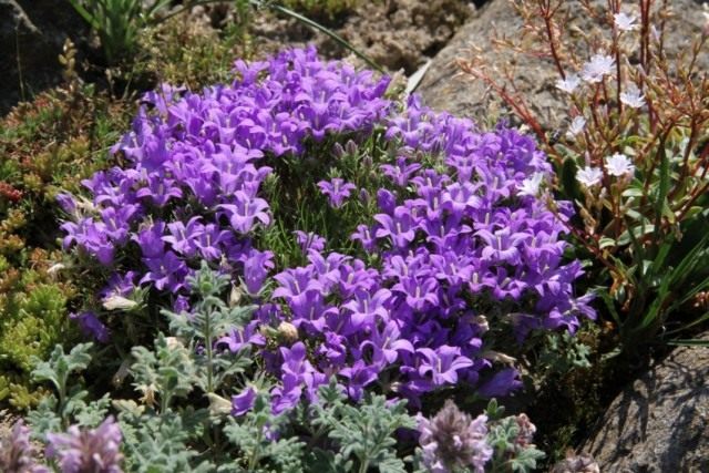 Эдрайантус динарский (Edraianthus dinaricus) Эдрайантус динарский (Edraianthus dinaricus)